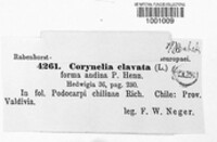 Corynelia clavata image